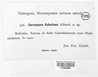 Cercospora kabatiana image